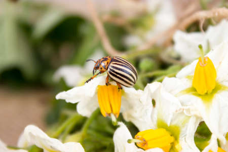 Colorado beetle on potato leavesの写真素材