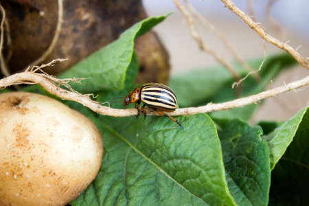 Colorado beetle on potato leavesの写真素材