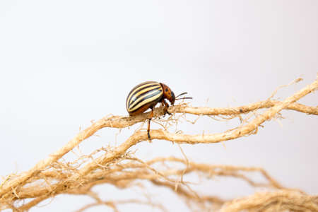 Colorado potato bug on a white backgroundの写真素材
