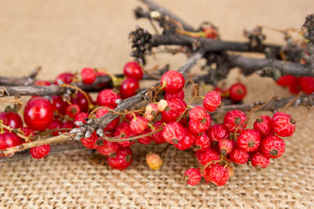 Dried red currant on the burlapの写真素材