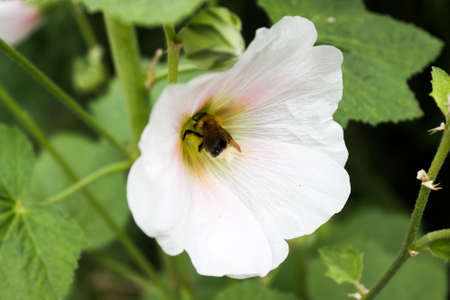 Bee in flower of Petuniaの写真素材