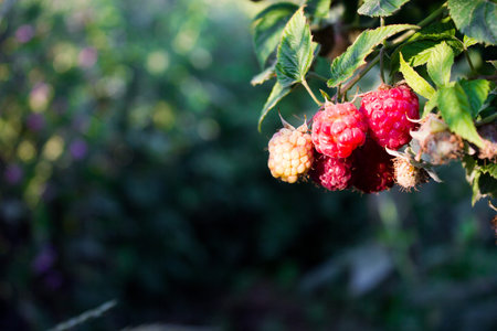Raspberry on a branch in the garden