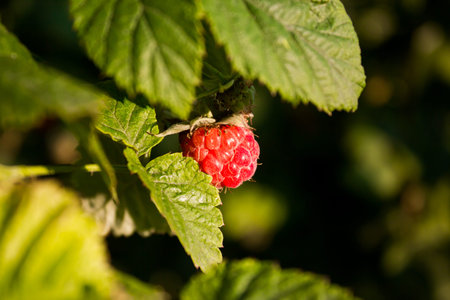 Raspberry on a branch in the garden