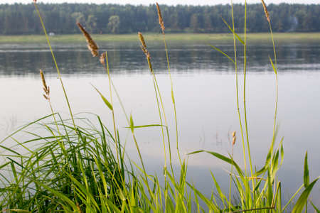A view of the water through the grassの写真素材
