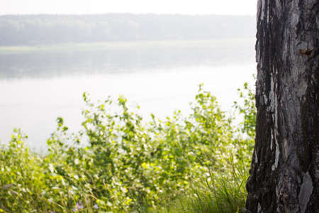 A view of the water through the grassの写真素材