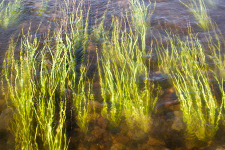 A view of the water through the grassの写真素材