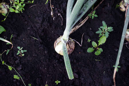 Green onions growing in the gardenの写真素材