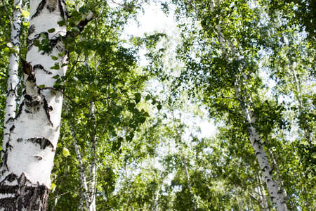 Birch forest in summerの写真素材