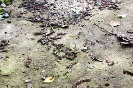 The soil in the woods in the summerの写真素材