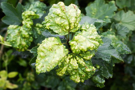 Infected leaves of currant