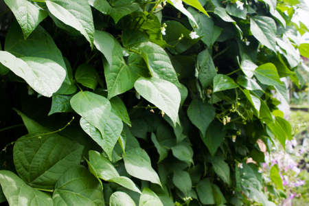 The leaves beans in the gardenの写真素材