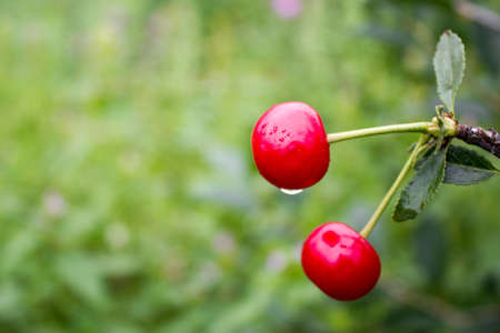Two cherries in the gardenの写真素材