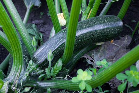 Green zucchini in the gardenの写真素材