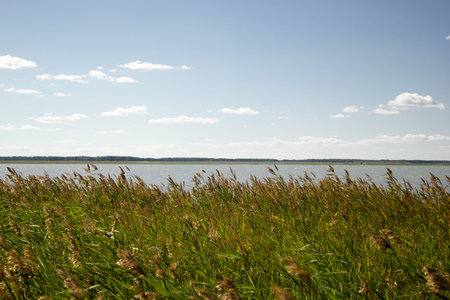 The grass on the banks of the river