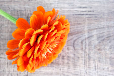 The flowers of zinnia on woodenの写真素材