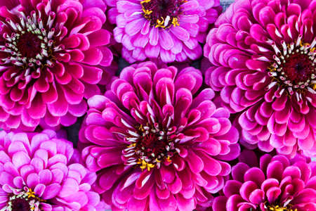 Flowers zinnias as backgroundの写真素材