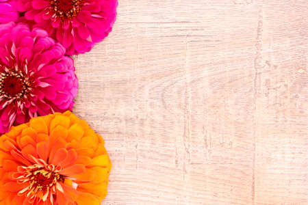 The flowers of zinnia on woodenの写真素材