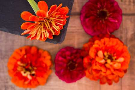 The flowers of zinnia on woodenの写真素材