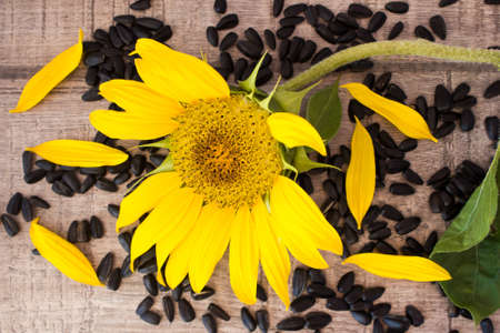 Seeds and flowers of sunflower on woodenの写真素材