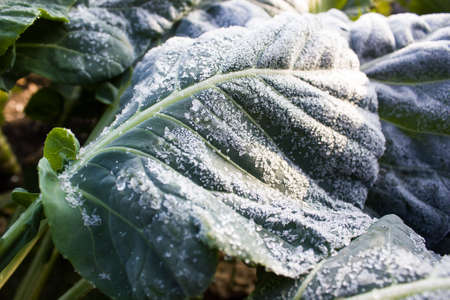 Cabbage leaves in frost in the gardenの写真素材