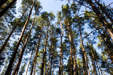 Autumn pine forest
