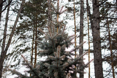 The pine green boughs in the forestの写真素材