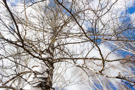 Blue sky over spring birch forestの写真素材