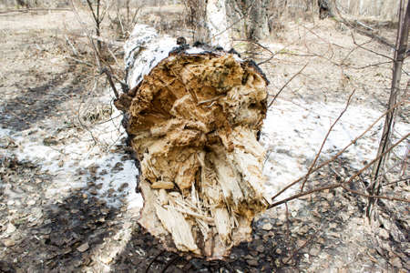 Broken birch tree in spring forestの写真素材