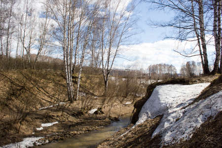 The birch tree in spring forestの写真素材