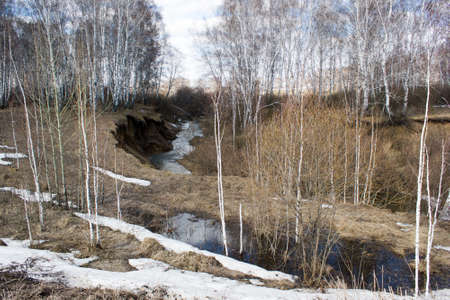 Spring brook in a birch forestの写真素材