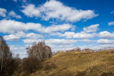 Blue sky over spring birch forest