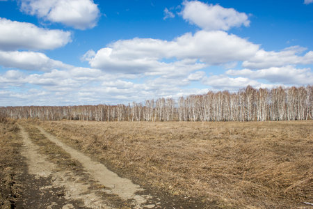Dirt road in a birch forestの写真素材
