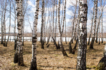 Blue sky over spring birch forestの写真素材