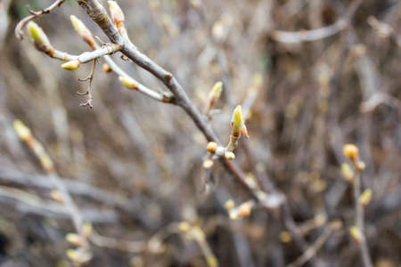 Green buds on a spring treeの写真素材