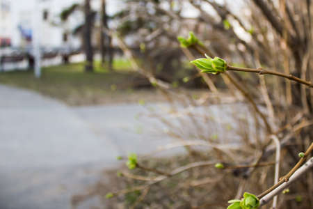 Green buds on a spring treeの写真素材