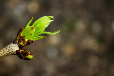 The arrival of spring. Green buds on a spring treeの写真素材