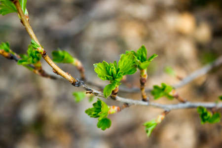 Green spring buds on the bushesの写真素材