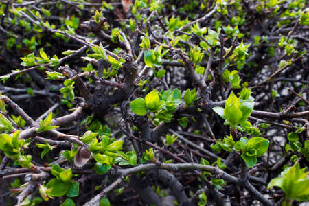 Green spring buds on the bushesの写真素材