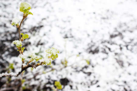 Green plants under the snow. Natural anomaly.の写真素材
