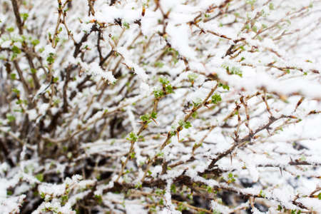 Green plants under the snow. Natural anomaly.の写真素材
