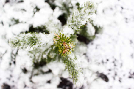 Green spruce branches under the snow. A Christmas tale.の写真素材