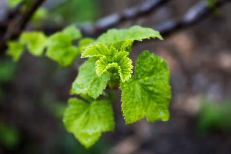 Fresh currant leaves in spring gardenの写真素材