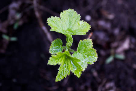 Fresh currant leaves in spring gardenの写真素材