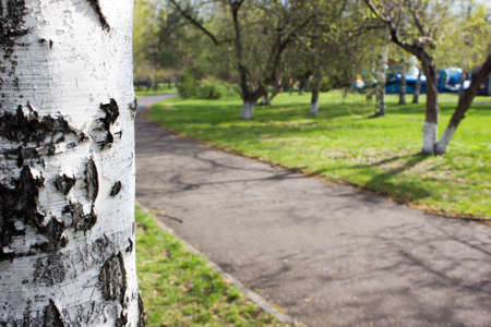 Birch trunk in spring Parkの写真素材