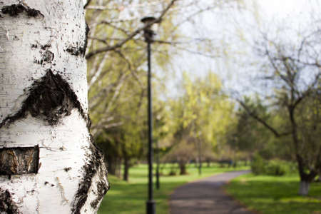 Birch trunk in spring Parkの写真素材