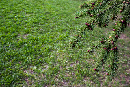 The pine green boughs in the forestの写真素材