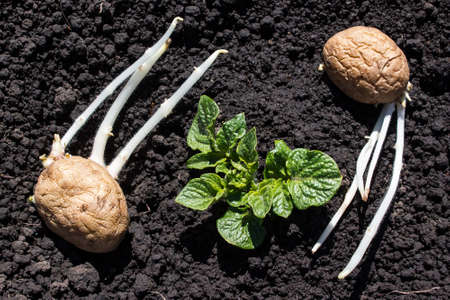 The sprouts of potatoes lying on the ground and ready for plantingの写真素材