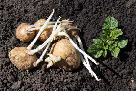 The sprouts of potatoes lying on the ground and ready for plantingの写真素材