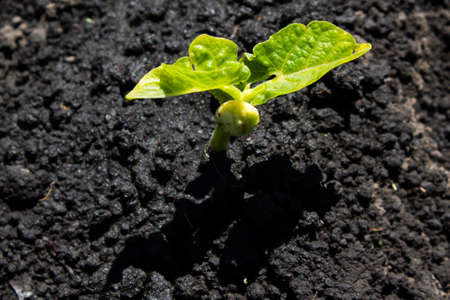The bean sprouts in the garden in the spring gardenの写真素材