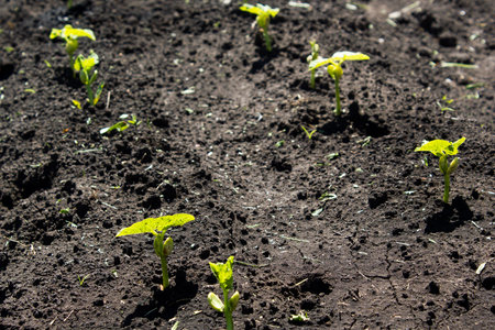 The bean sprouts in the garden in the spring gardenの写真素材